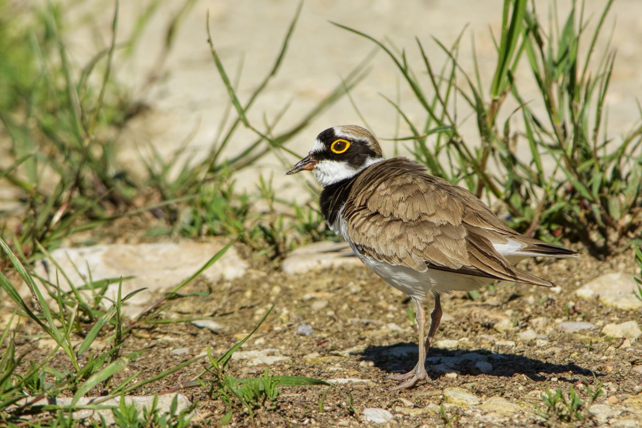 Corriere piccolo (Charadrius dubius)